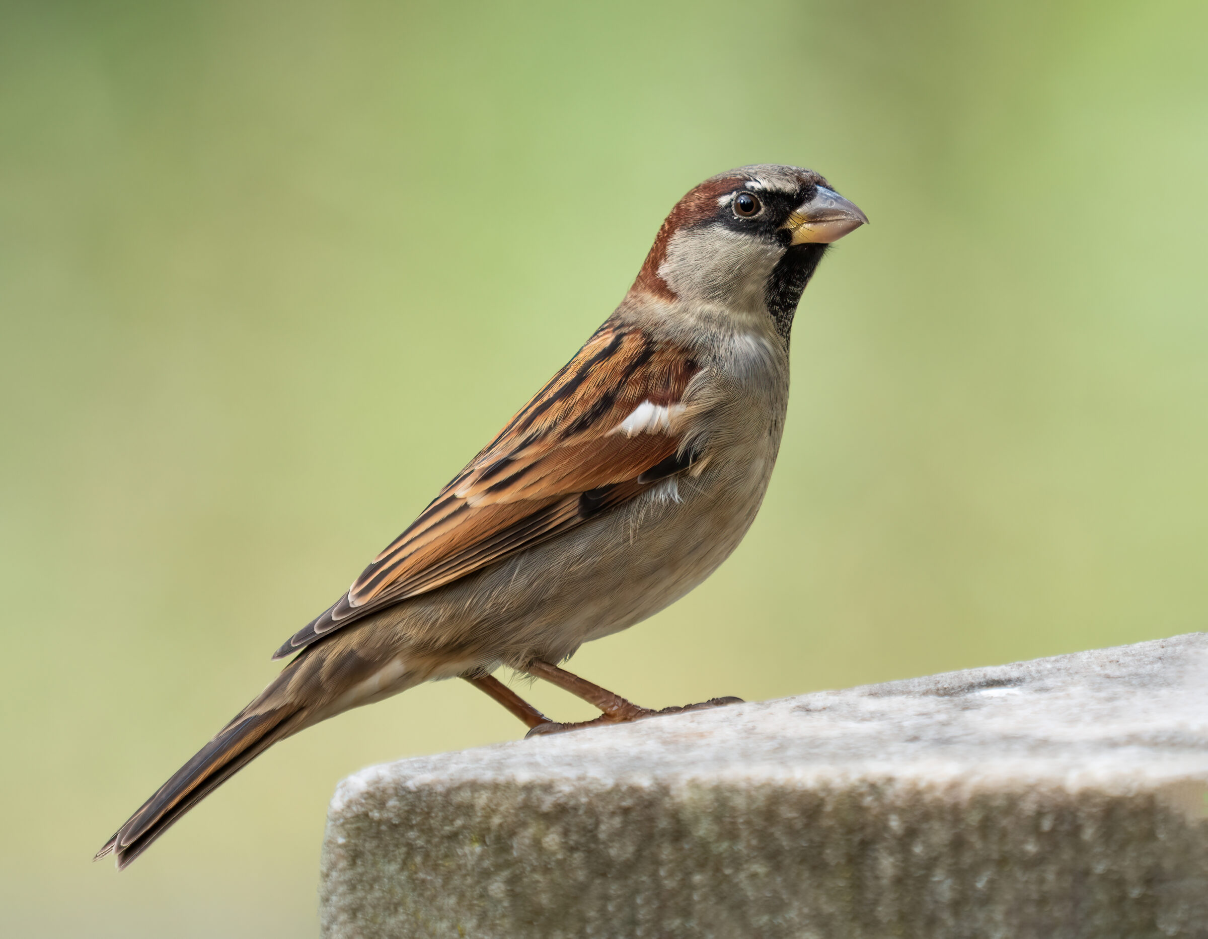 This picture shows a typical house sparrow which may build nests in holes that exist in your home or on your solar panels in Calgary and Alberta.